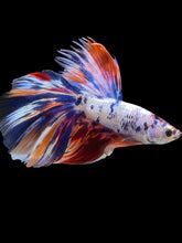 Load image into Gallery viewer, Male Halfmoon - Multicolor #2000 - Live Betta Fish
