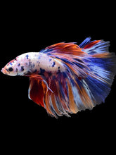 Load image into Gallery viewer, Male Halfmoon - Multicolor #2000 - Live Betta Fish
