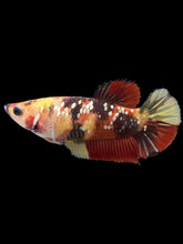 Load image into Gallery viewer, Female Halfmoon Plakat - Nemo Gold Glitter #2002 - Live Betta Fish

