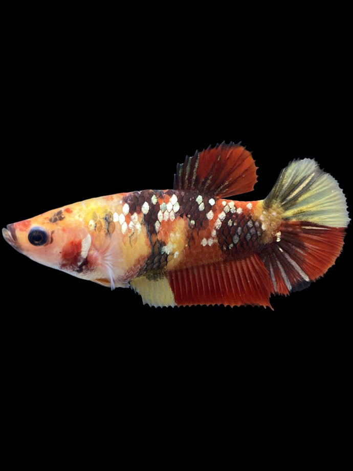 Female Halfmoon Plakat - Nemo Gold Glitter #2002 - Live Betta Fish