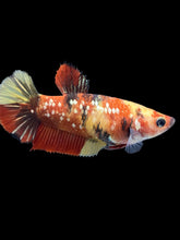 Load image into Gallery viewer, Female Halfmoon Plakat - Nemo Gold Glitter #2002 - Live Betta Fish

