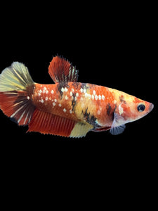 Female Halfmoon Plakat - Nemo Gold Glitter #2002 - Live Betta Fish