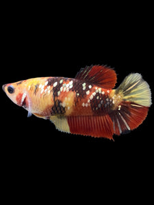 Female Halfmoon Plakat - Nemo Gold Glitter #2002 - Live Betta Fish