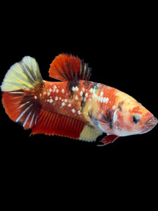 Female Halfmoon Plakat - Nemo Gold Glitter #2002 - Live Betta Fish