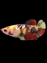 Load image into Gallery viewer, Female Halfmoon Plakat - Nemo Gold Glitter #2002 - Live Betta Fish
