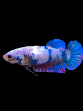 Load image into Gallery viewer, GIANT Female Halfmoon Plakat - Candy #2003 Live Betta Fish
