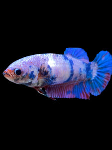 GIANT Female Halfmoon Plakat - Candy #2003 Live Betta Fish
