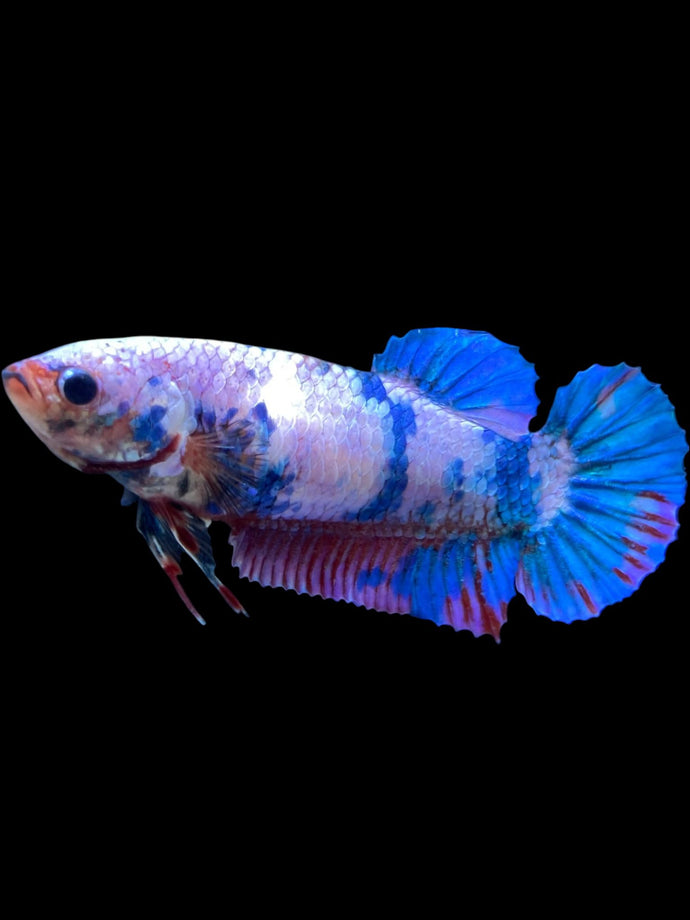 GIANT Female Halfmoon Plakat - Candy #2003 Live Betta Fish