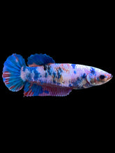Load image into Gallery viewer, GIANT Female Halfmoon Plakat - Candy #2003 Live Betta Fish
