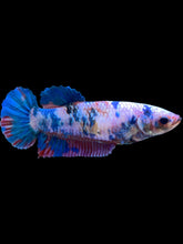 Load image into Gallery viewer, GIANT Female Halfmoon Plakat - Candy #2003 Live Betta Fish
