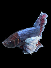 Load image into Gallery viewer, GIANT Male Halfmoon Plakat - Dumbo #2004 - Live Betta Fish
