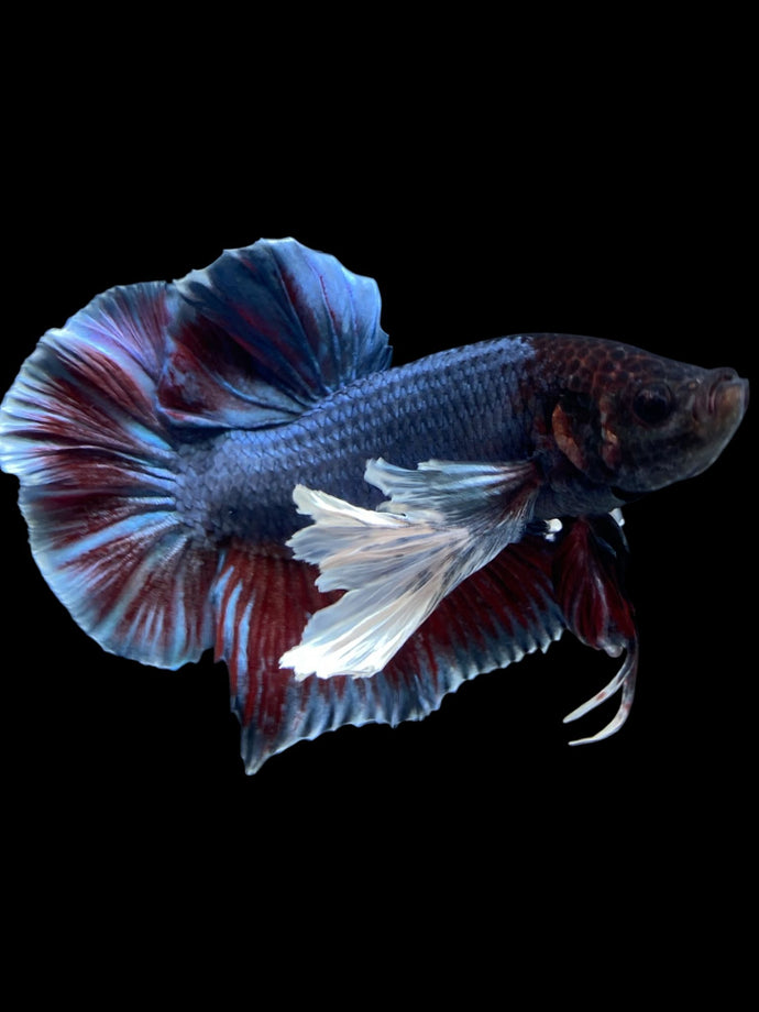 GIANT Male Halfmoon Plakat - Dumbo #2004 - Live Betta Fish