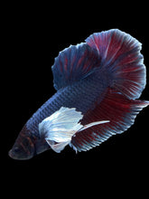 Load image into Gallery viewer, GIANT Male Halfmoon Plakat - Dumbo #2004 - Live Betta Fish
