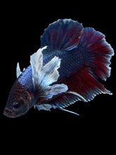 Load image into Gallery viewer, GIANT Male Halfmoon Plakat - Dumbo #2004 - Live Betta Fish
