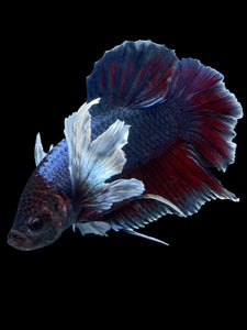 GIANT Male Halfmoon Plakat - Dumbo #2004 - Live Betta Fish