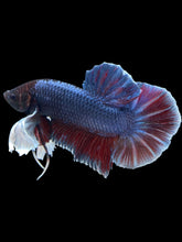 Load image into Gallery viewer, GIANT Male Halfmoon Plakat - Dumbo #2004 - Live Betta Fish
