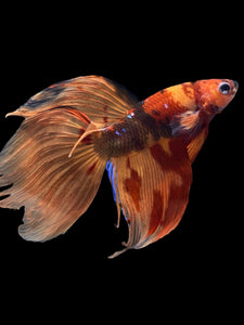 Male Veiltail - Nemo Galaxy #2005 - Live Betta Fish
