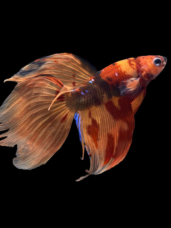 Male Veiltail - Nemo Galaxy #2005 - Live Betta Fish
