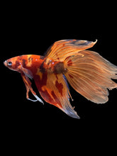 Load image into Gallery viewer, Male Veiltail - Nemo Galaxy #2005 - Live Betta Fish
