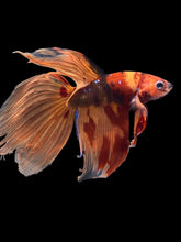 Load image into Gallery viewer, Male Veiltail - Nemo Galaxy #2005 - Live Betta Fish

