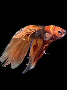Male Veiltail - Nemo Galaxy #2005 - Live Betta Fish