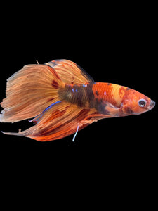 Male Veiltail - Nemo Galaxy #2005 - Live Betta Fish