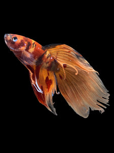 Male Veiltail - Nemo Galaxy #2005 - Live Betta Fish