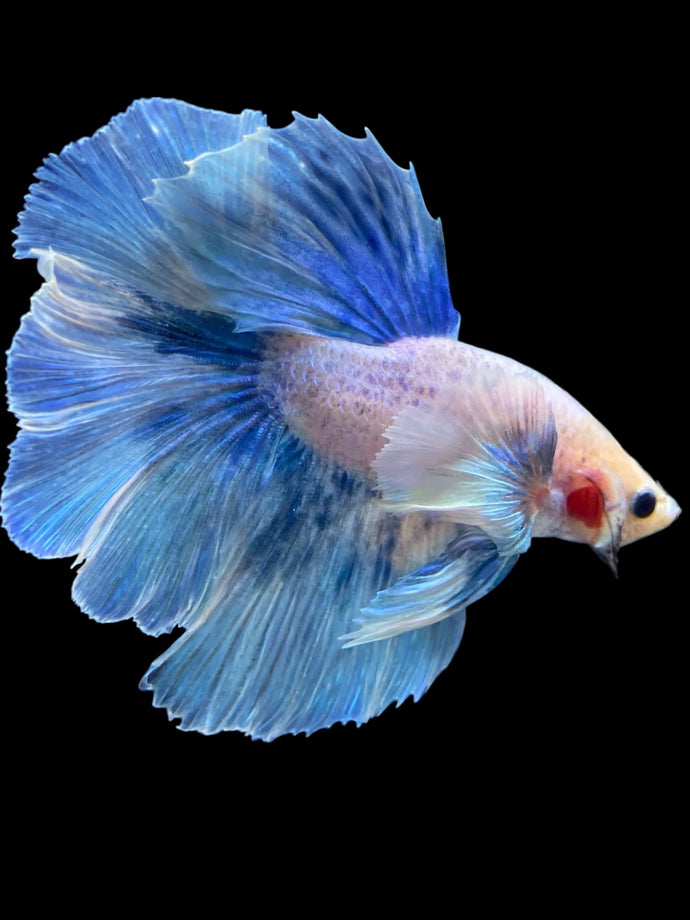 Male Rosetail - Dumbo Pastel #2006 - Live Betta Fish