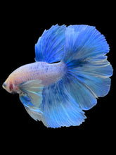 Load image into Gallery viewer, Male Rosetail - Dumbo Pastel #2006 - Live Betta Fish
