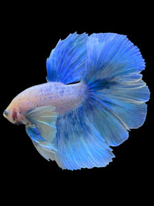 Male Rosetail - Dumbo Pastel #2006 - Live Betta Fish