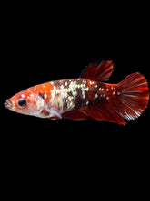 Load image into Gallery viewer, Female Halfmoon Plakat - Red Gold Glitter #2007 - Live Betta Fish
