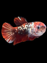 Load image into Gallery viewer, Female Halfmoon Plakat - Red Gold Glitter #2007 - Live Betta Fish
