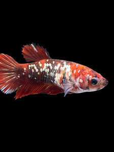 Female Halfmoon Plakat - Red Gold Glitter #2007 - Live Betta Fish