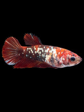 Load image into Gallery viewer, Female Halfmoon Plakat - Red Gold Glitter #2007 - Live Betta Fish
