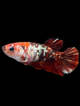 Load image into Gallery viewer, Female Halfmoon Plakat - Red Gold Glitter #2007 - Live Betta Fish
