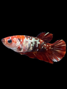 Female Halfmoon Plakat - Red Gold Glitter #2007 - Live Betta Fish