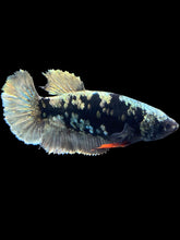 Load image into Gallery viewer, Female Halfmoon Plakat - Gold Avatar #2008 - Live Betta Fish
