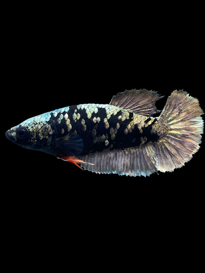 Female Halfmoon Plakat - Gold Avatar #2008 - Live Betta Fish
