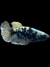 Load image into Gallery viewer, Female Halfmoon Plakat - Gold Avatar #2008 - Live Betta Fish
