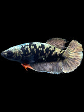 Load image into Gallery viewer, Female Halfmoon Plakat - Gold Avatar #2008 - Live Betta Fish
