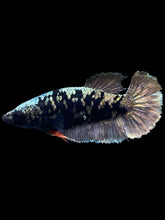 Load image into Gallery viewer, Female Halfmoon Plakat - Gold Avatar #2008 - Live Betta Fish
