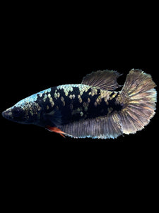Female Halfmoon Plakat - Gold Avatar #2008 - Live Betta Fish