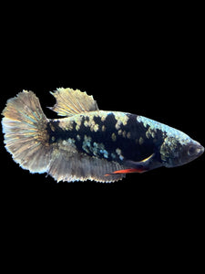 Female Halfmoon Plakat - Gold Avatar #2008 - Live Betta Fish