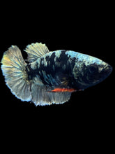 Load image into Gallery viewer, Female Halfmoon Plakat - Gold Avatar #2008 - Live Betta Fish
