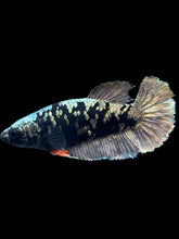 Load image into Gallery viewer, Female Halfmoon Plakat - Gold Avatar #2008 - Live Betta Fish

