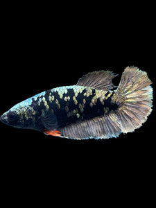Female Halfmoon Plakat - Gold Avatar #2008 - Live Betta Fish