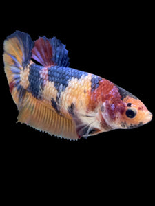 Female Halfmoon Plakat - Multicolor #2010 - Live Betta Fish