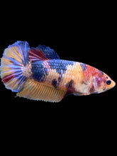 Load image into Gallery viewer, Female Halfmoon Plakat - Multicolor #2010 - Live Betta Fish
