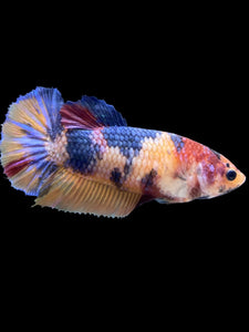Female Halfmoon Plakat - Multicolor #2010 - Live Betta Fish