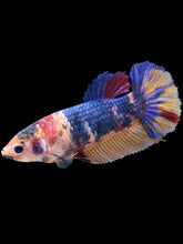 Load image into Gallery viewer, Female Halfmoon Plakat - Multicolor #2010 - Live Betta Fish
